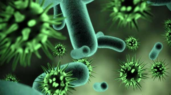 Propolis Manfaat nya Untuk Penyakit Kolera